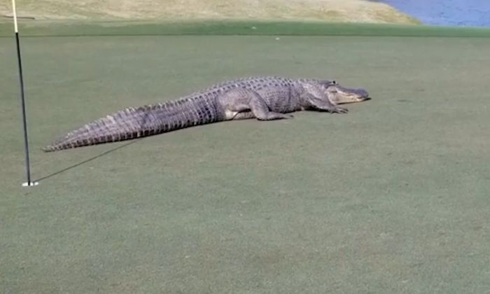 El momento en el que un cocodrilo gigante interrumpe un partido de golf