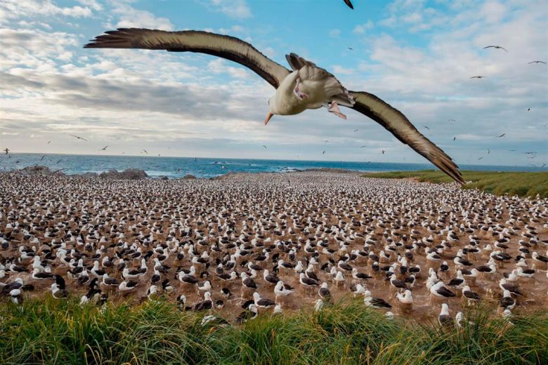 Islas Malvinas, un paraíso en el Atlántico sur