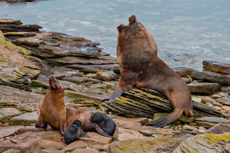 Islas Malvinas, un paraíso en el Atlántico sur