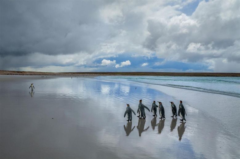 Islas Malvinas, un paraíso en el Atlántico sur