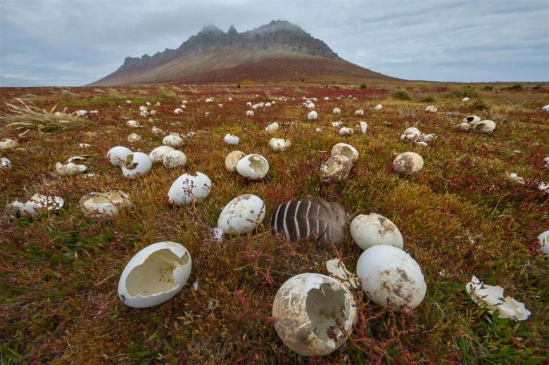 Islas Malvinas, un paraíso en el Atlántico sur