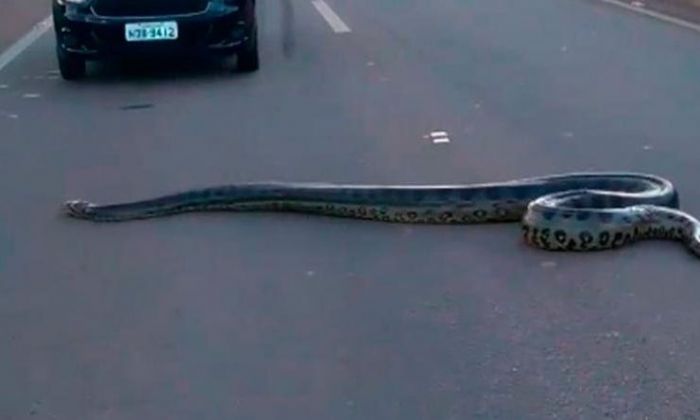 Brasil: pararon el tráfico para dejar cruzar a una enorme serpiente