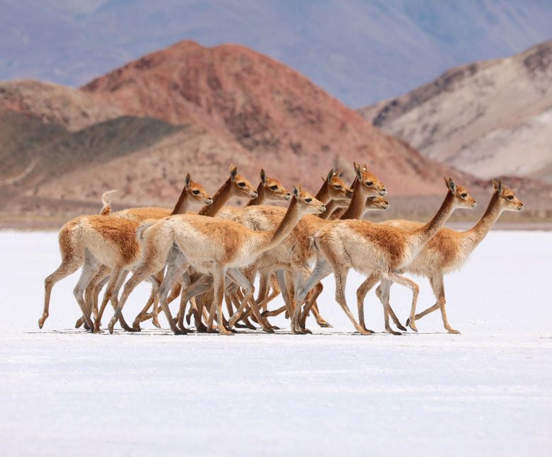 Vicuñas 