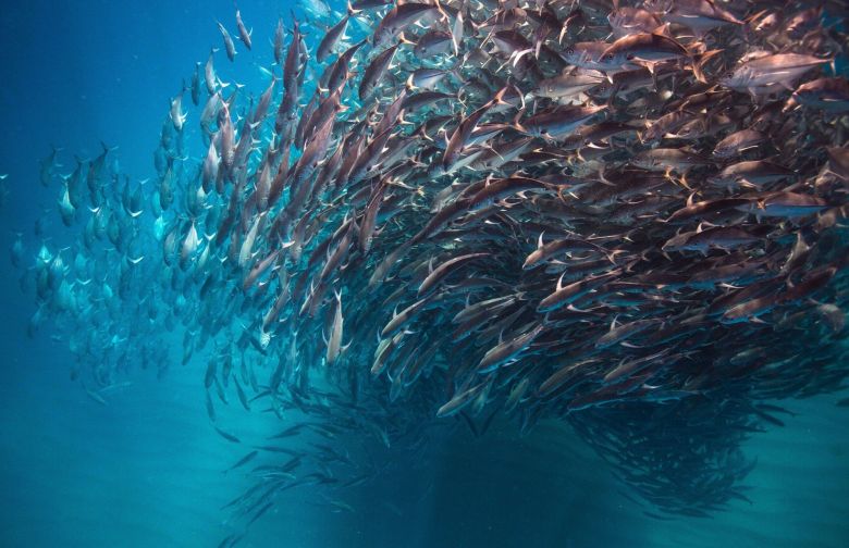 Cabo Pulmo, México