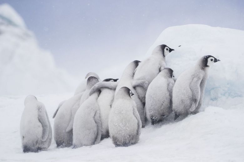 Polluelos de Pingüinos 