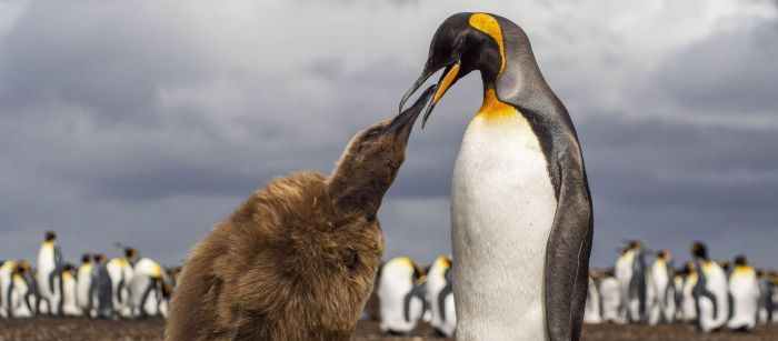 Encuentro de pingüinos