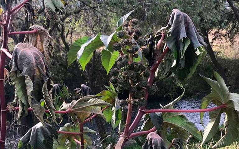 El martes amaneció con una helada negra 