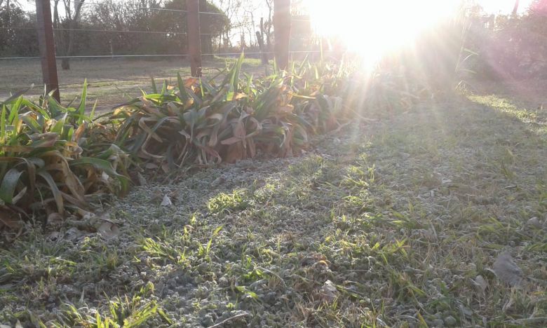 El martes amaneció con una helada negra 