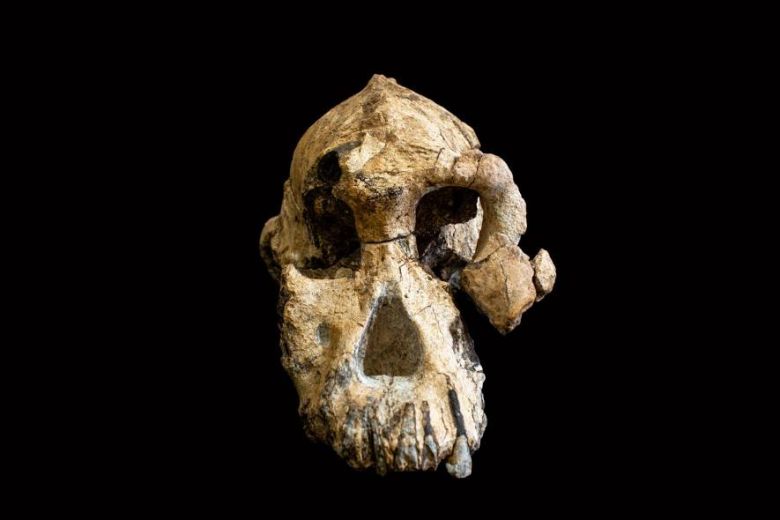 Un cráneo «sin precedentes» revela el rostro del Australopithecus anamensis