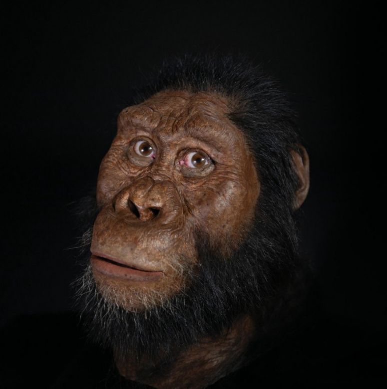 Un cráneo «sin precedentes» revela el rostro del Australopithecus anamensis