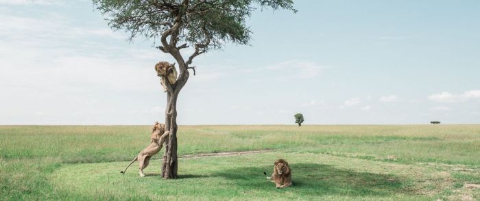 Leones al sol