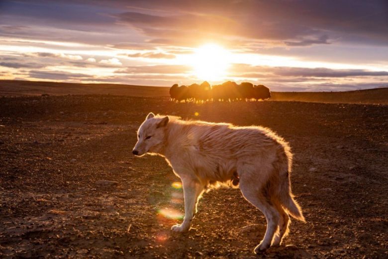 Lobos árticos