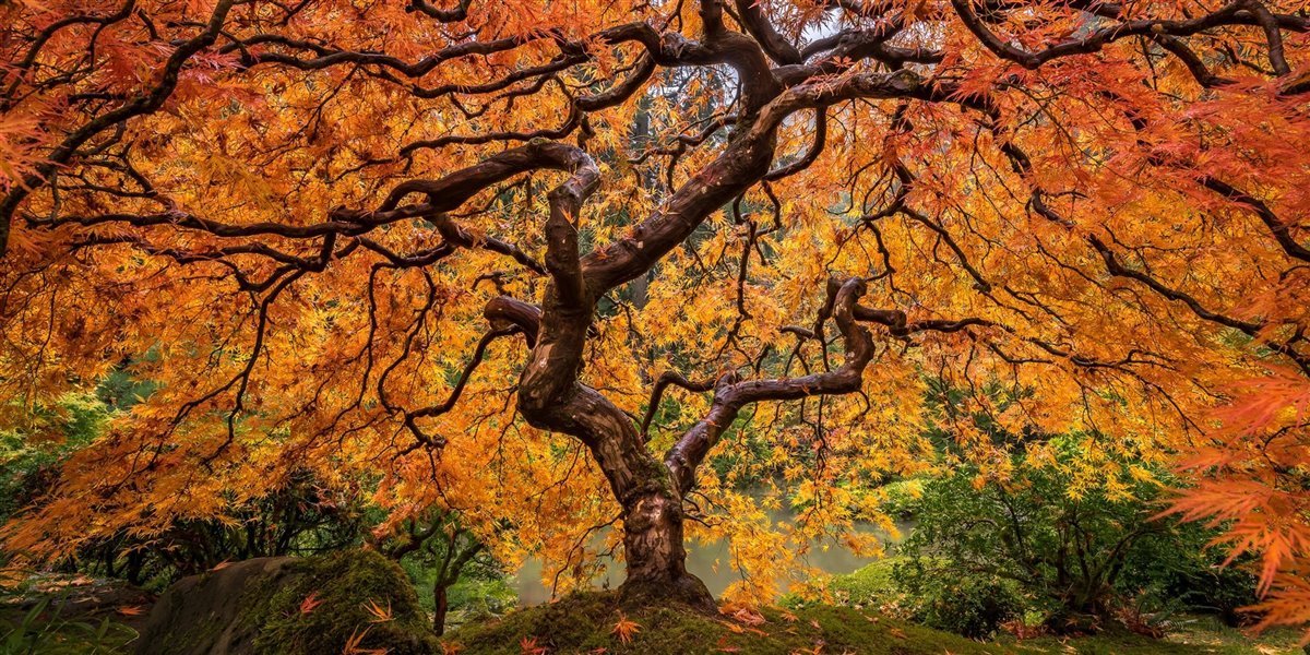 Las Venas del Árbol 