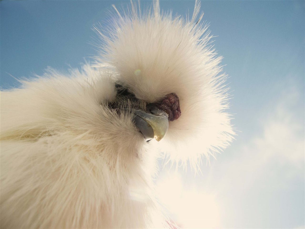 Una gallina oriental