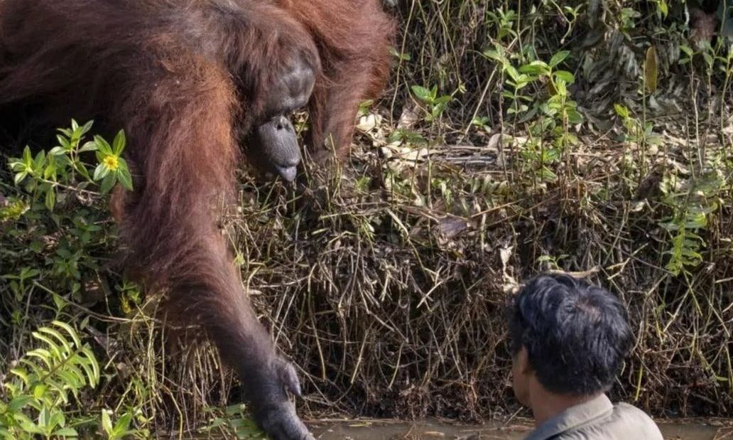 Un orangután se acercó a ayudar a un hombre que limpiaba el río