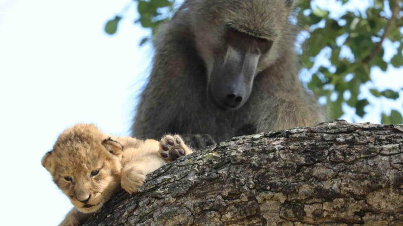 Un mono salvó a un león que se estaba por caer de un árbol y la foto dio la vuelta al mundo