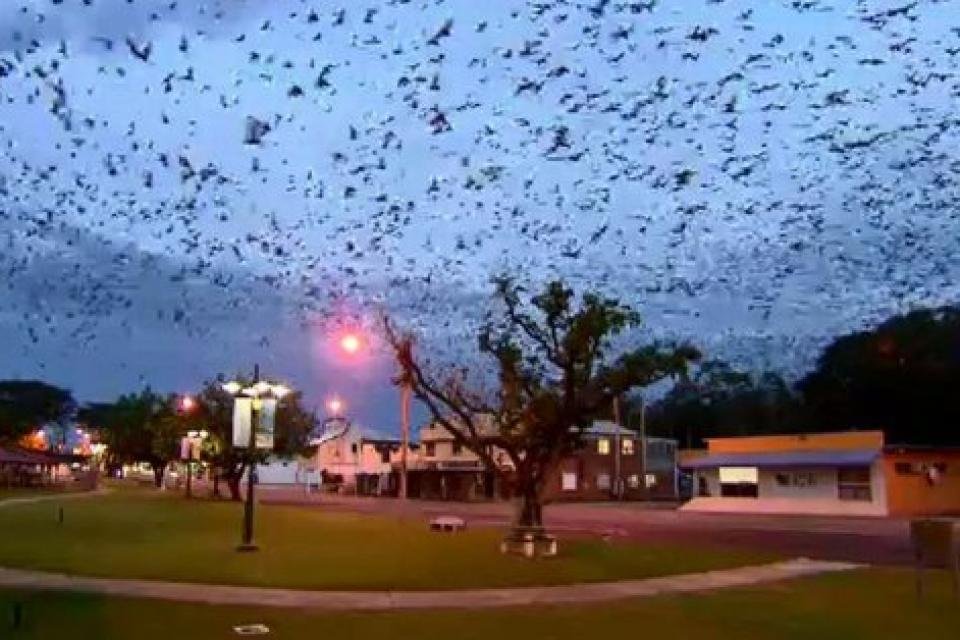 Un “tornado” de murciélagos invaden y causan temor en Australia