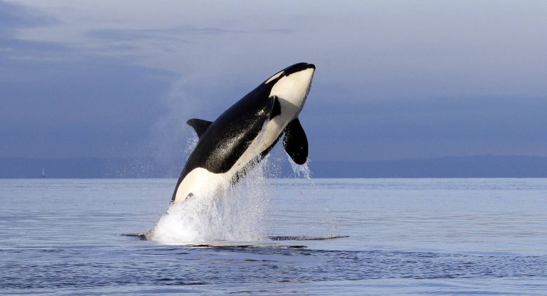 Orcas y belugas liberadas de acuarios tendrán un santuario en la costa de Canadá