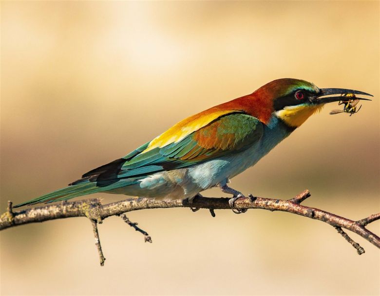 Merops apiaster