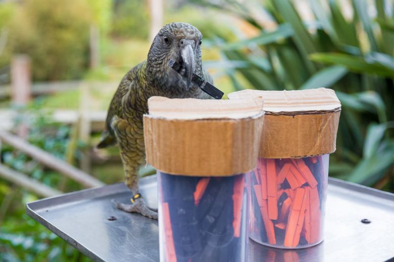 El kea, un loro estadístico