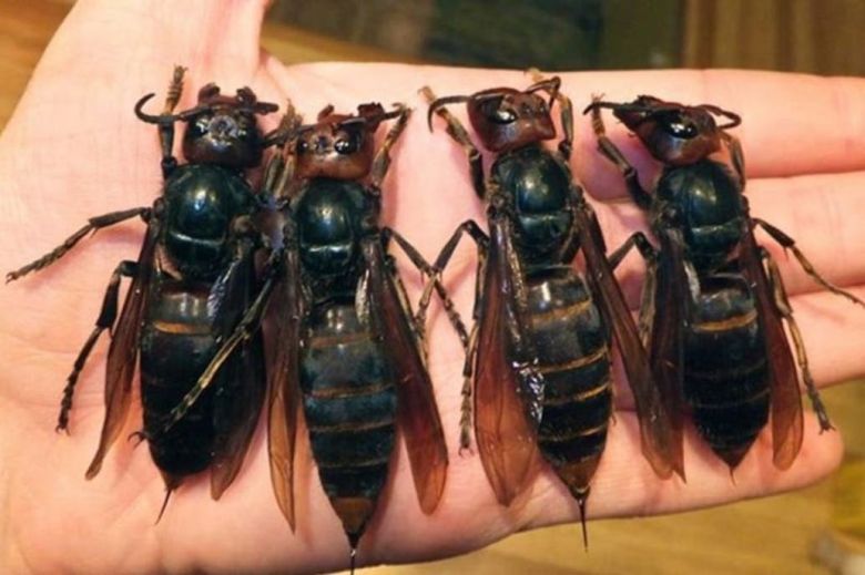 "Avispones asesinos": alarma en Estados Unidos por la invasión de un insecto mortal