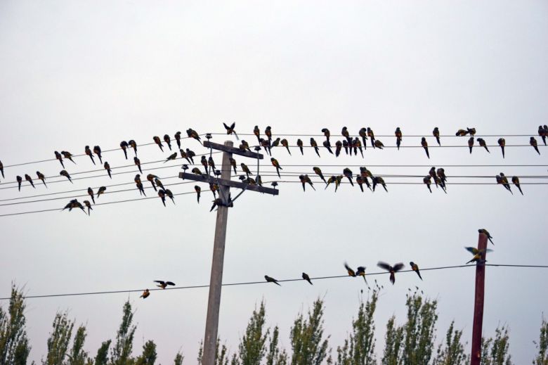 Bandadas de loros barranqueros cortan la electricidad de Sampacho