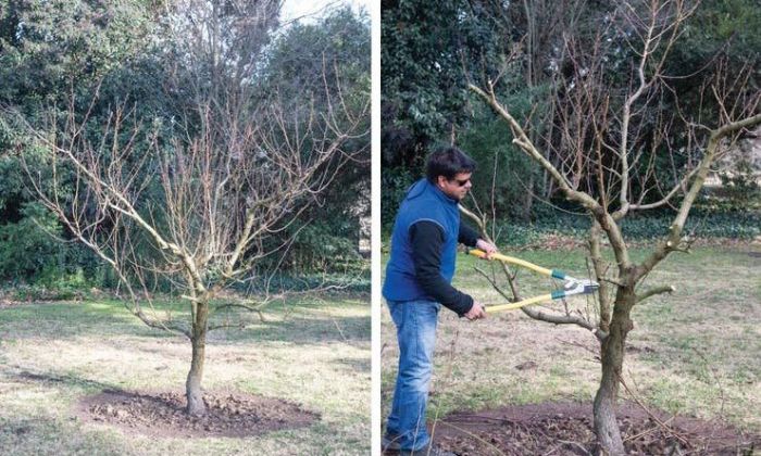 Árboles frutales: todo lo que necesitás saber sobre cómo y cuándo podarlos