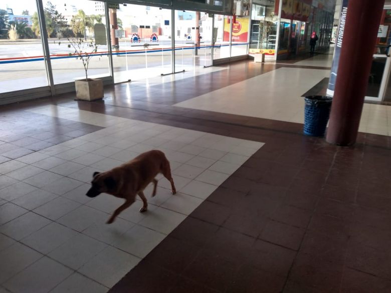 El difícil momento de los comercios de la terminal