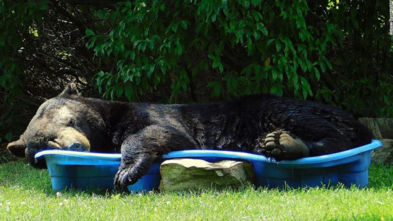 Un enorme oso negro es visto relajándose en una piscina con una actitud muy de verano