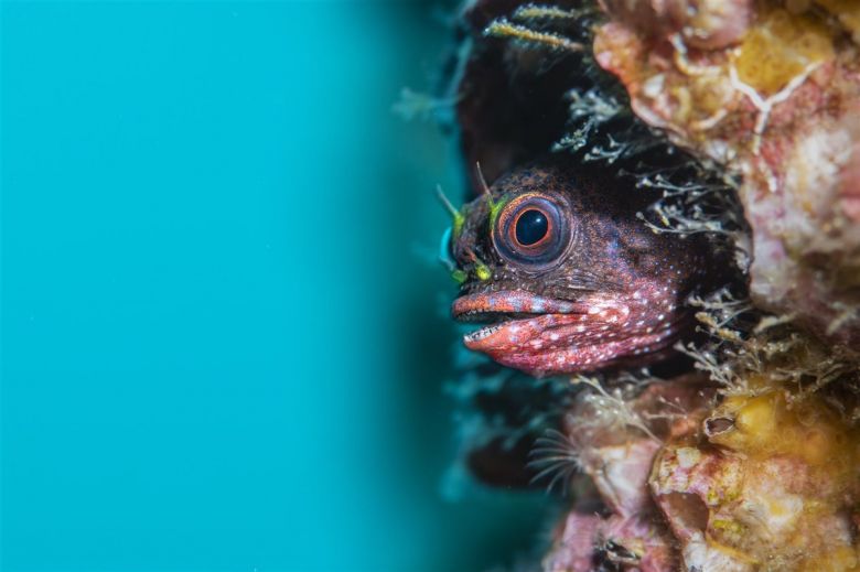 Galapagos Barnacle Blenny