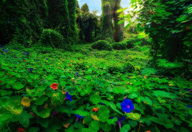 El jardín olvidado