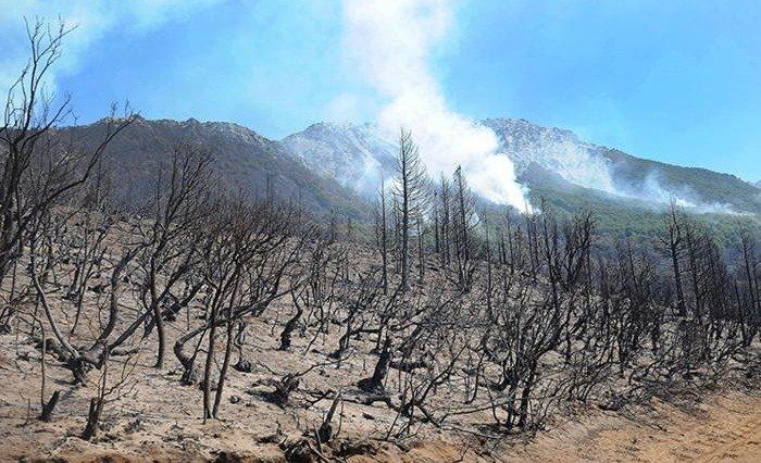 Incendios: hay zonas que se quemaron seis veces en los últimos 30 años