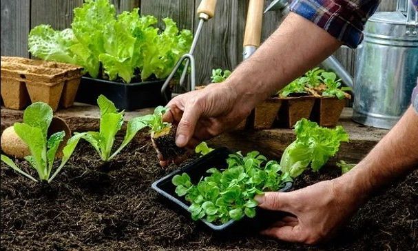 Desde la Subsecretaría de Discapacidad proveen de kits sanitizantes, plantines e instructivos para huerta