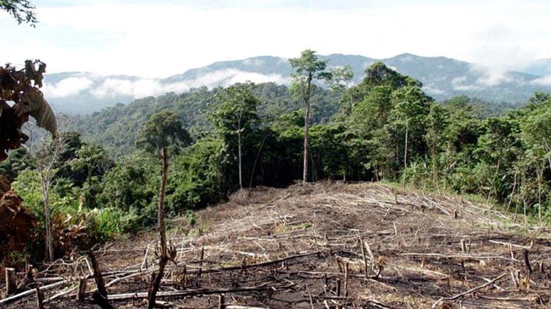 Greenpeace denuncia que durante la cuarentena se deforestaron casi 50.000 hectáreas