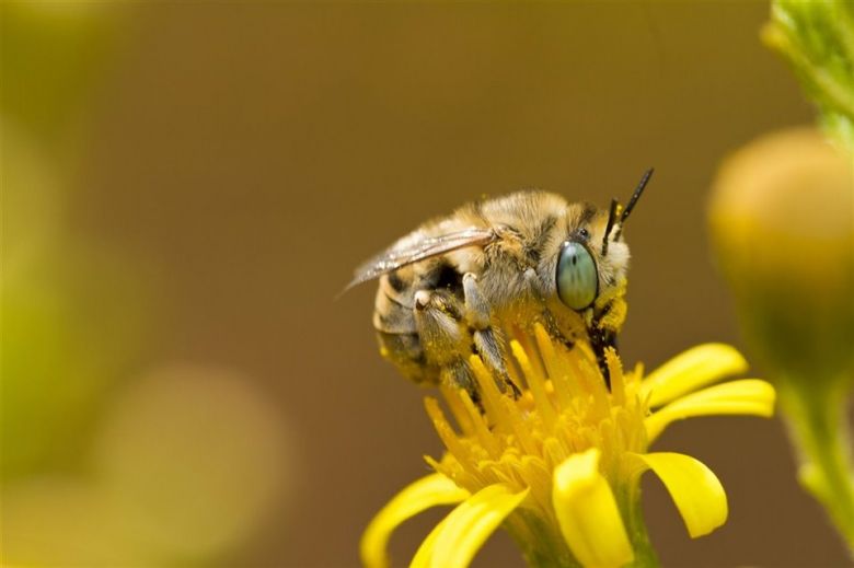 Abeja 