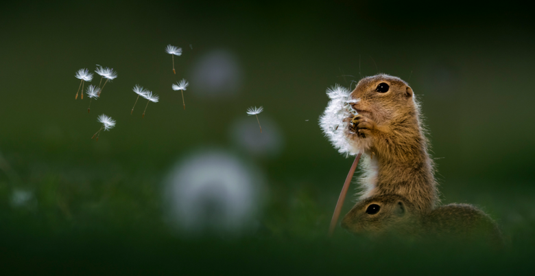 Deseos al viento 