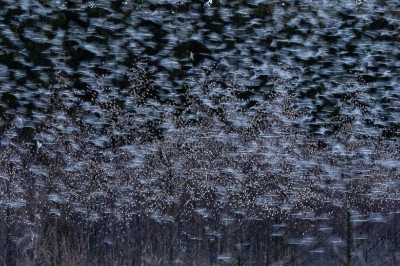 Un mar de plumas