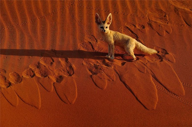 El fenec en el desierto