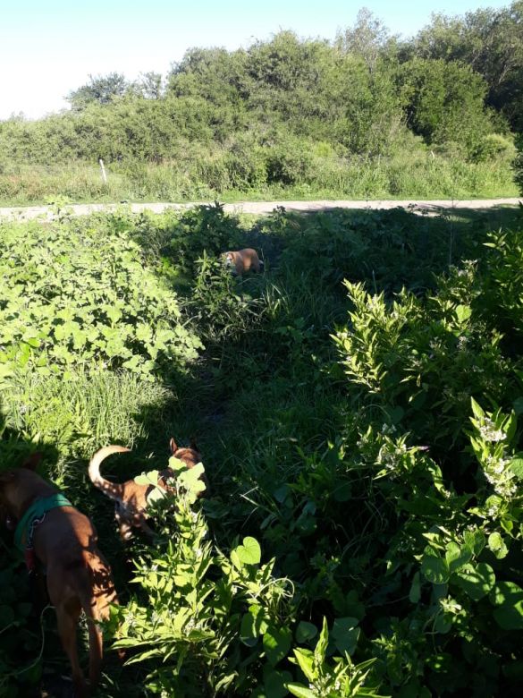 Vecina de barrio Universidad reclamó más atención en la reserva Chocancharava luego de que robaran elementos para combatir incendios