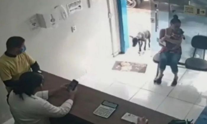 “Llegó y mostró su pata”: el video del perro callejero herido que ingresa solo a una clínica veterinaria