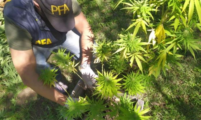 Descubren un campo con plantación de marihuana en las Sierras de Córdoba