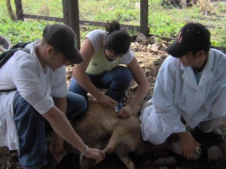 Veterinarios dicen que fueron incluidos como esenciales y serán vacunados en la Provincia