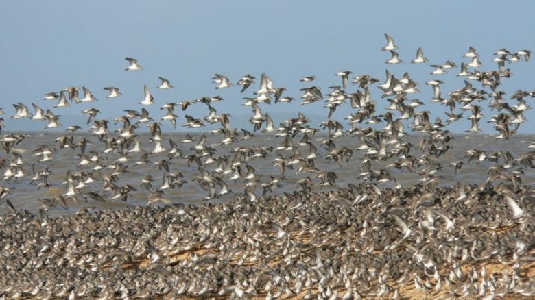 Salud brindó recomendaciones para prevenir una enfermedad transmitida por aves