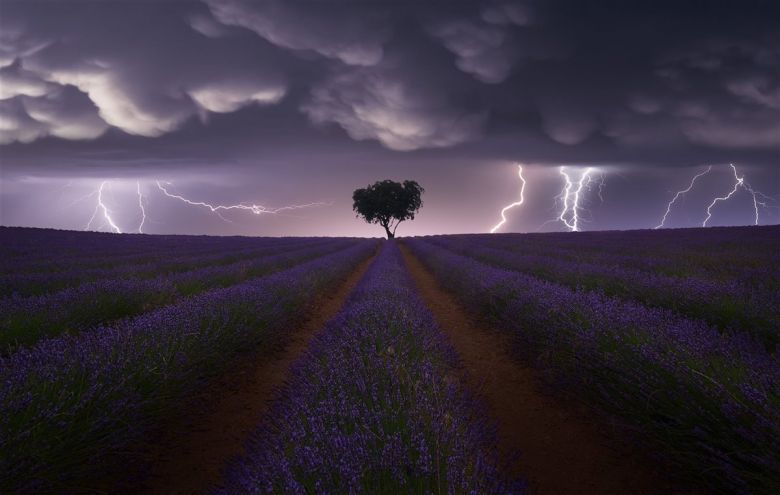 Tormenta eléctrica sobre la lavanda