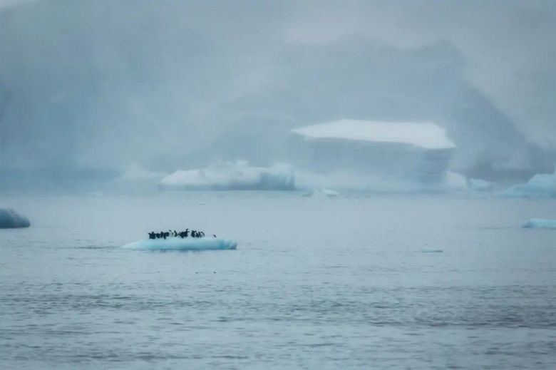 Pingüinos a la deriva 