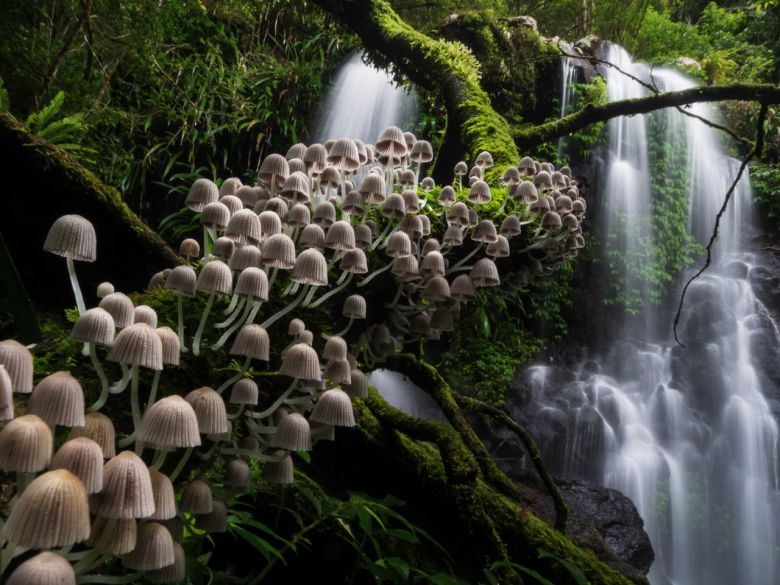 El bosque encantado