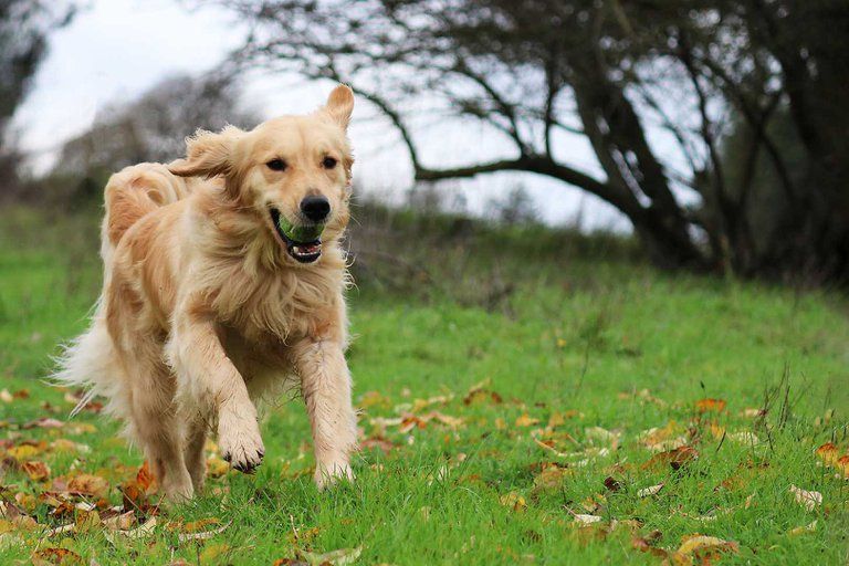 Cuáles son las 15 mejores razas de perros para adultos mayores