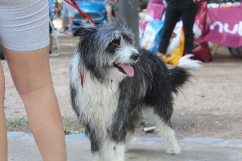 Más perros encontraron un hogar en la Feria de Adopciones