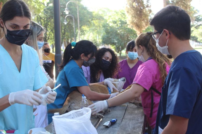 Más perros encontraron un hogar en la Feria de Adopciones