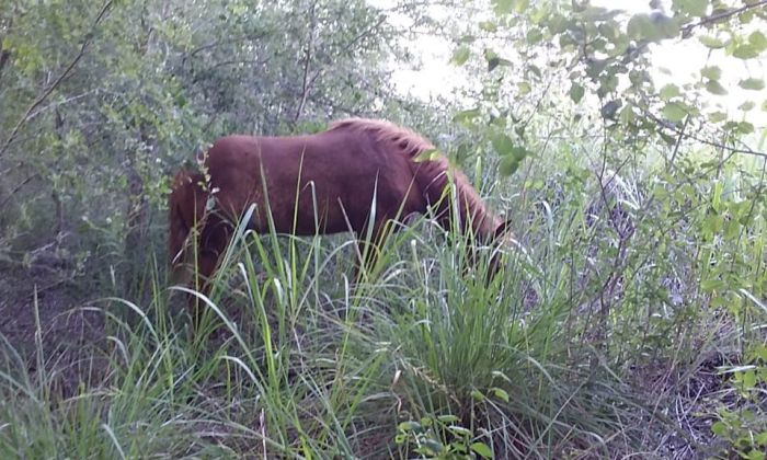 Peligro por animales sueltos: un motociclista sufrió lesiones por un potrillo en la ruta 23